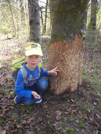 Kurs "Dem Biber auf der Spur" (Frühling 2019)