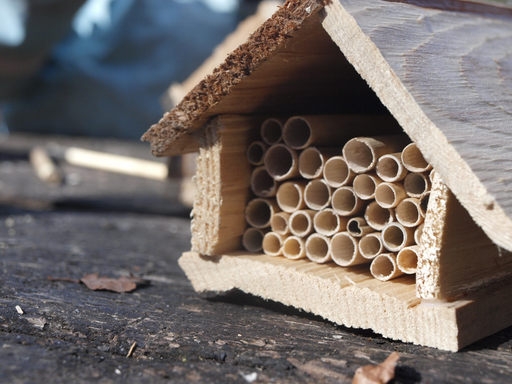 Kurs "Wildbienen" (Frühling 2019)