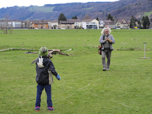 Kurs "Erlebnis-Falknerei und Falkenflüge" (Frühling 2018)