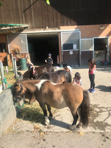 Kurs "Pony-Kurs" (Sommer 2019)