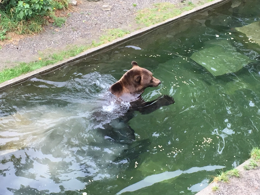 Kurs "Unsere Bären im Bärenpark" (Sommer 2019)