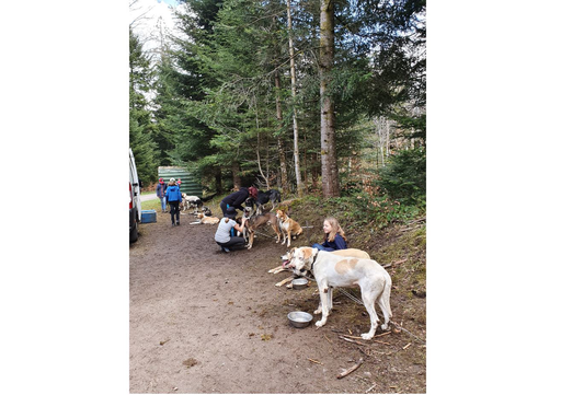 Kurs "Schlittenhunde-Abenteuer" (Frühling 2021)