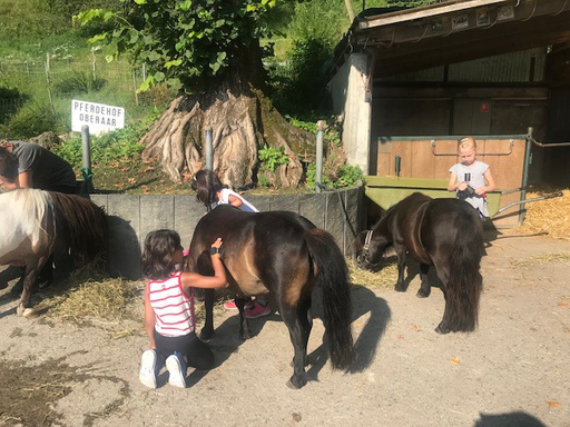 Kurs "Pony-Kurs" (Sommer 2019)