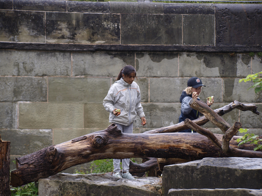 Kurs "Unsere Bären im Bärenpark" (Sommer 2019)