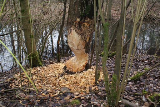 Kurs "Auf den Spuren der Biber" (Frühling 2019)