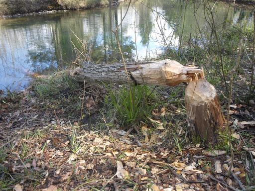 Kurs "Dem Biber auf der Spur" (Frühling 2019)