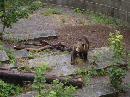 Kurs "Unsere Bären im Bärenpark" (Sommer 2019)