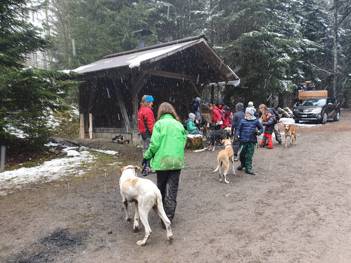 Kurs "Schlittenhunde-Abenteuer" (Frühling 2021)