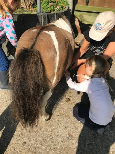 Kurs "Pony-Kurs" (Sommer 2019)