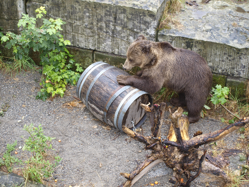 Kurs "Unsere Bären im Bärenpark" (Sommer 2019)