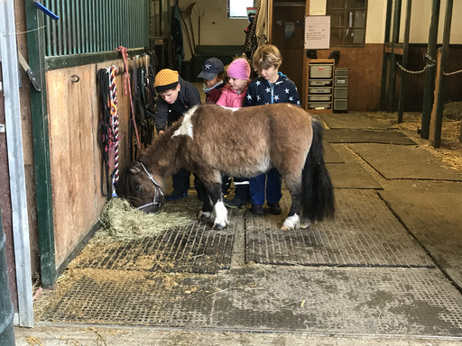 Kurs "Pony-Kurs" (Herbst 2020)